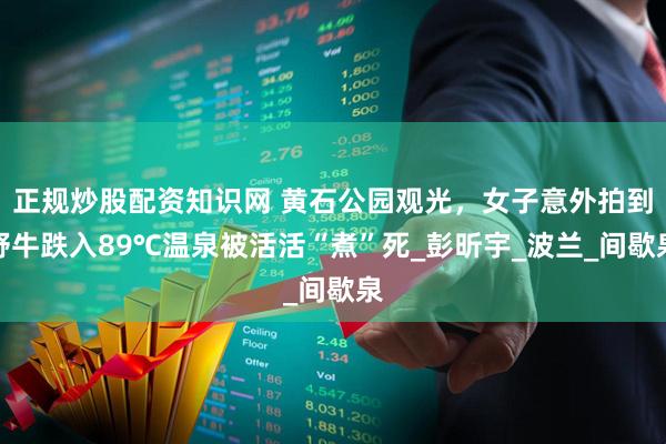 正规炒股配资知识网 黄石公园观光，女子意外拍到野牛跌入89℃温泉被活活“煮”死_彭昕宇_波兰_间歇泉